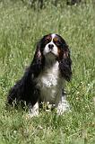 CAVALIER KING CHARLES 021